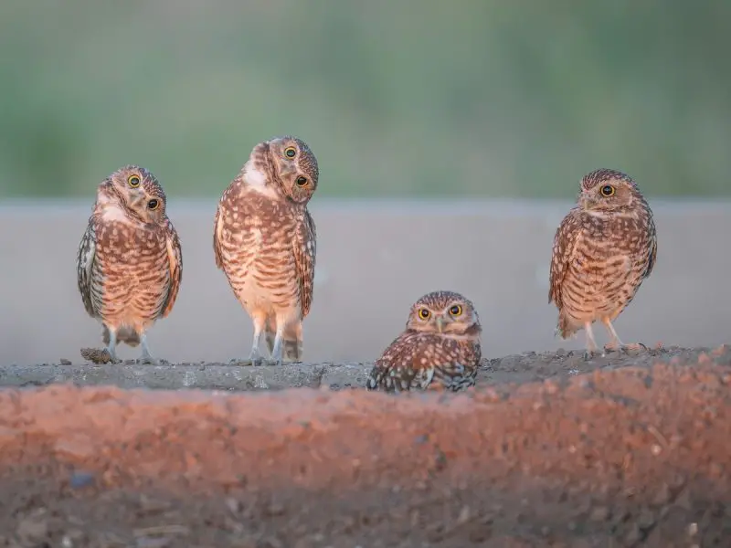 Owls in Nevada