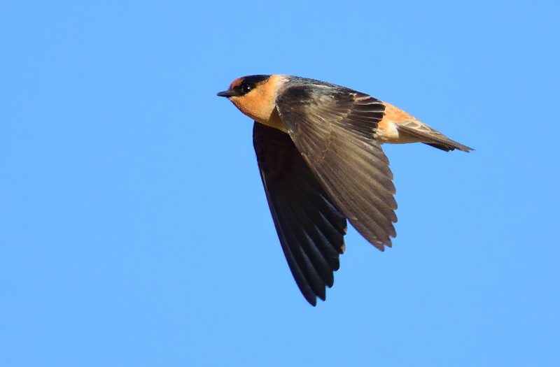  7 Swallows Bringing Life to Michigan’s Skies