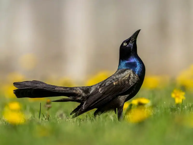 15 Birds Like Crows 