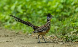 7 Cuckoo Species in Texas (with pictures)