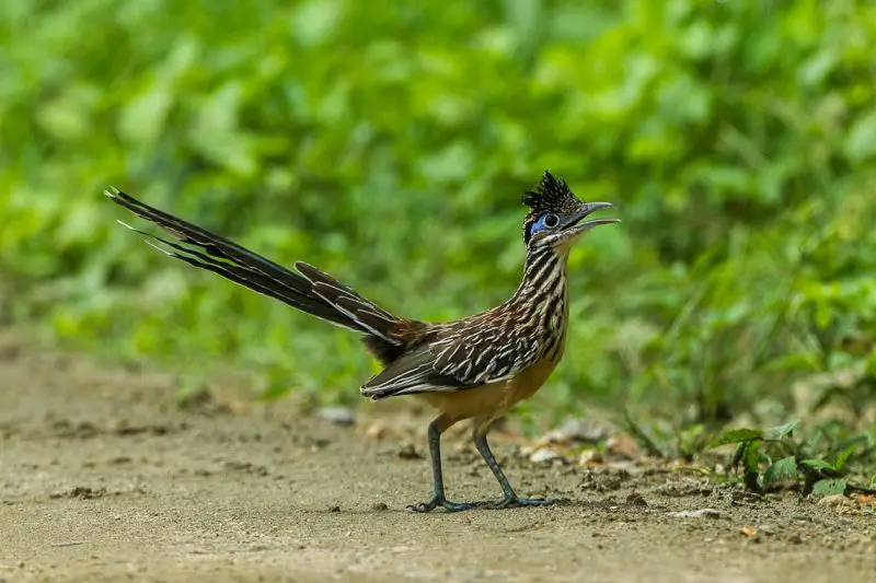 7 Cuckoo Species in Texas