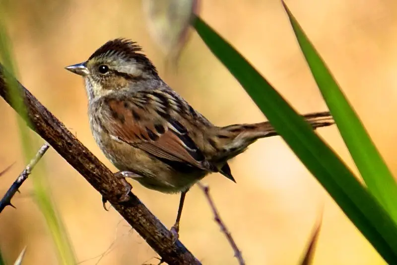 9 Beautiful Sparrows That Spend Winter in Ohio
