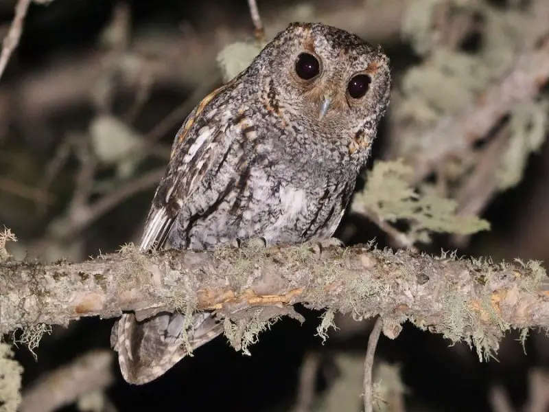 Owls in Nevada