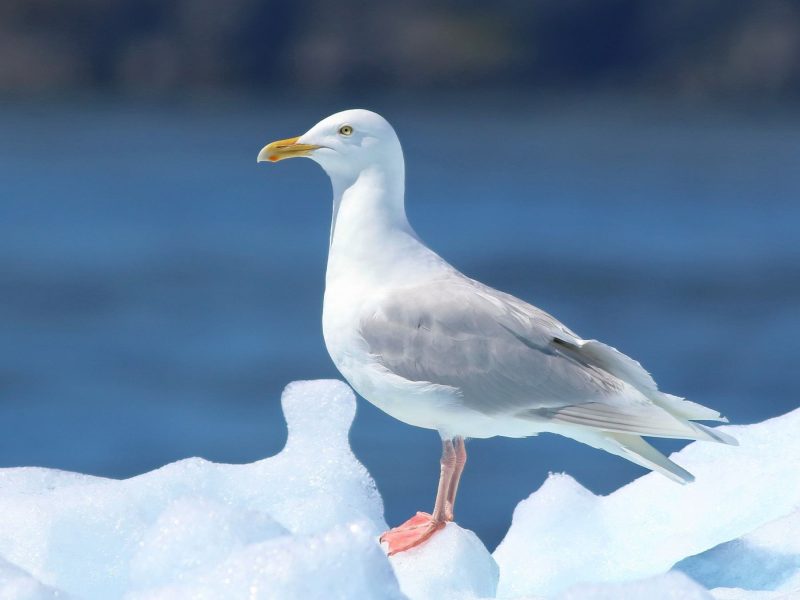 23 Gull Species in Texas