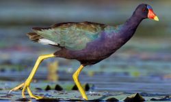 11 Types of Rails and Marsh Birds in Michigan