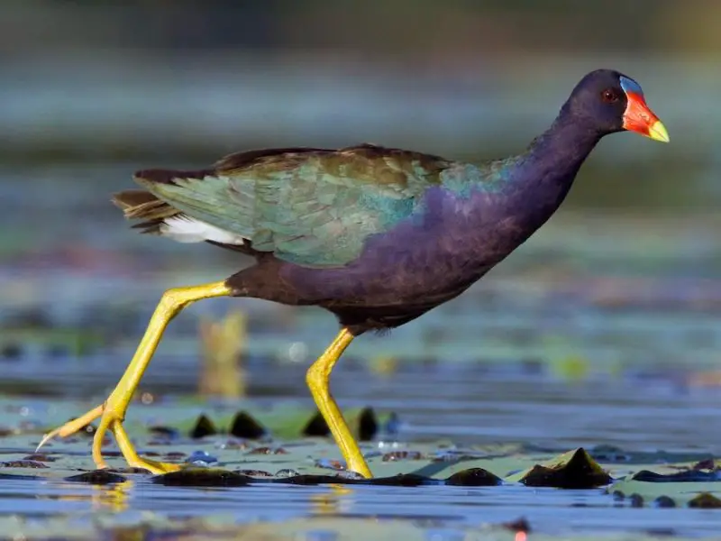 11 Types of Rails and Marsh Birds in Michigan
