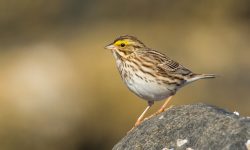 9 Beautiful Sparrows That Spend Winter in Ohio