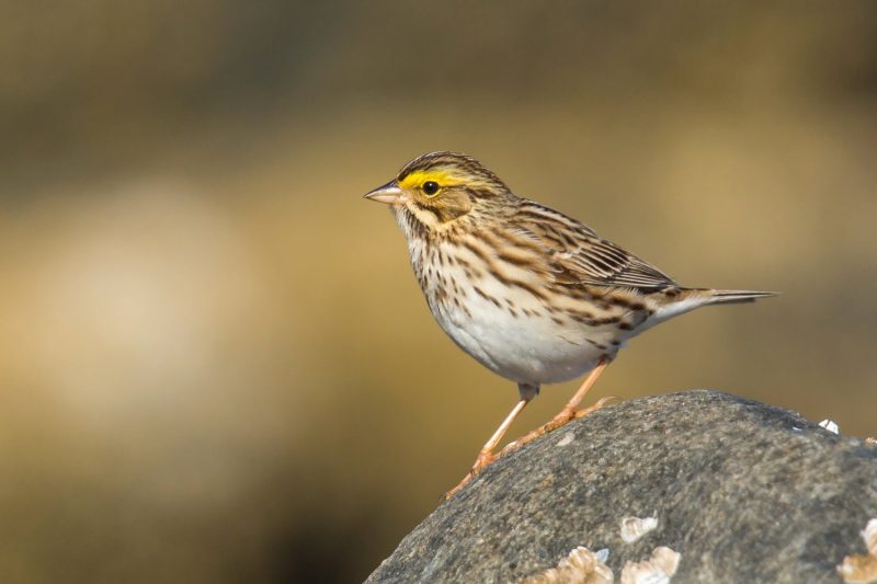 9 Beautiful Sparrows That Spend Winter in Ohio