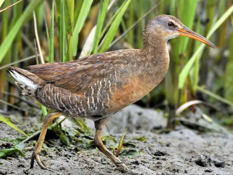 11 Types of Rails and Marsh Birds in Michigan