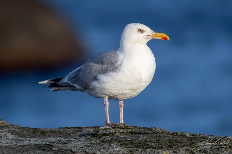 15 of the Longest Living Birds on Earth
