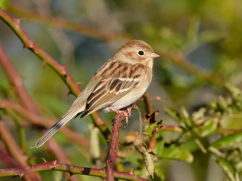 9 Beautiful Sparrows That Spend Winter in Ohio