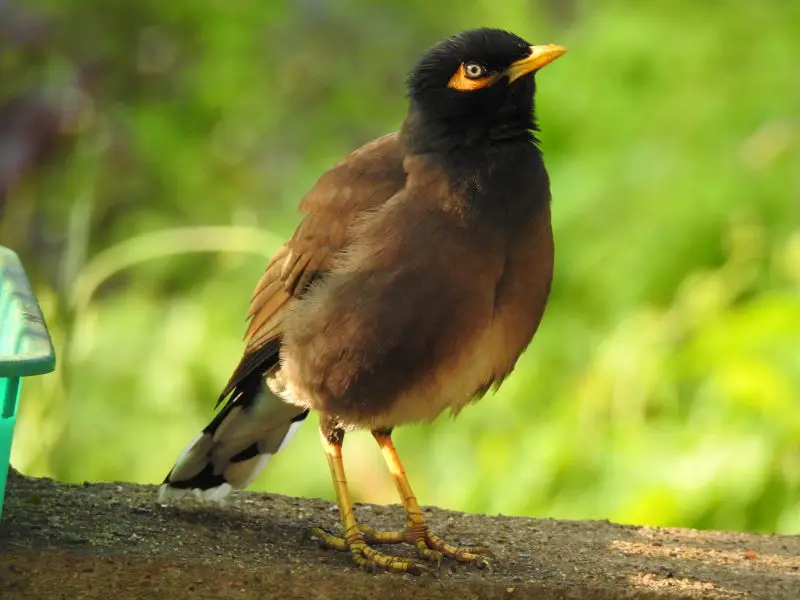 15 Birds Like Crows 
