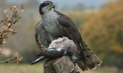 15 of the Most Dangerous Birds in the World!