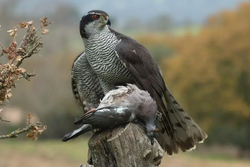 15 of the Most Dangerous Birds in the World!