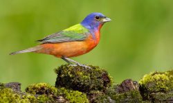Top 12 Most Colorful Birds in Ohio (With Pictures)