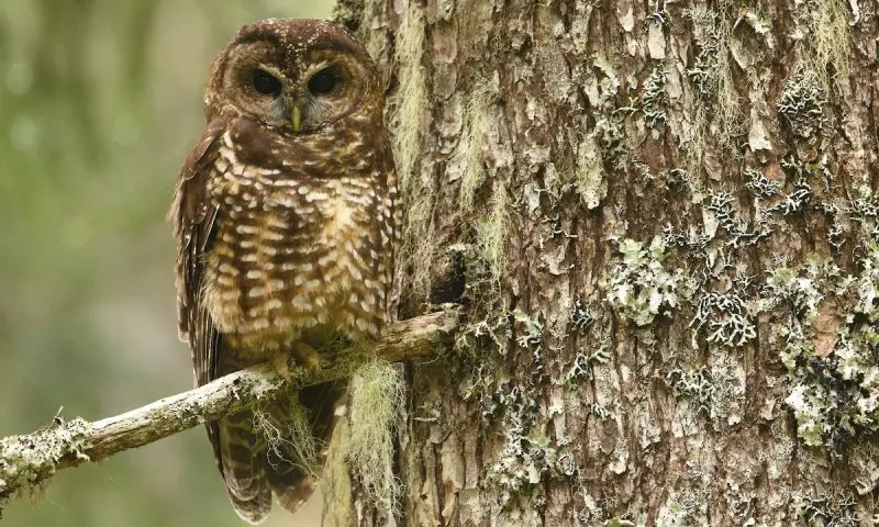 Owls in Nevada