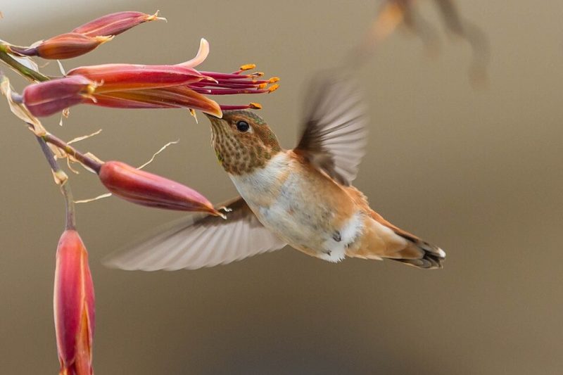 8 colorful birds in ohio