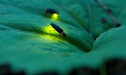 Amazon Glow Flies: Nature’s Bioluminescent Marvels
