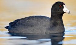 American Coots: Masters of Marshes and Quiet Lakes