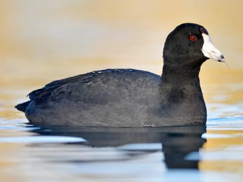 American Coot (Fulica americana)