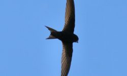 20 Fascinating Characteristics of Apodidae