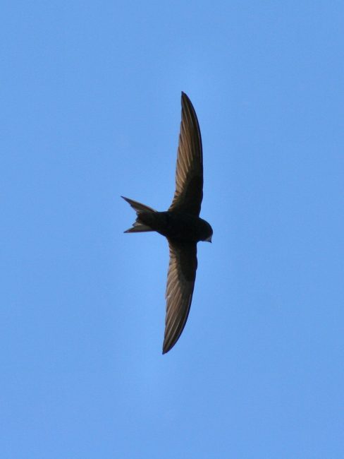20 Fascinating Characteristics of Apodidae