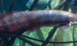 Why Arapaima gigas Is the Titan of Tropical Rivers