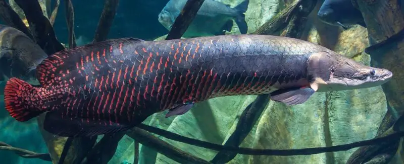 Why Arapaima gigas Is the Titan of Tropical Rivers