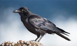 Australian Raven (Corvus coronoides): Guardian of the Grasslands