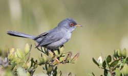 Balearic Warbler in Spain – Where to Find This Endemic Bird