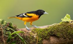 What Do Baltimore Orioles Eat?