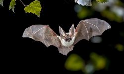 18 Fascinating Characteristics of Bats