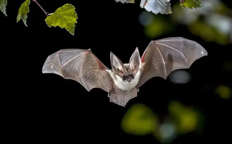 18 Fascinating Characteristics of Bats