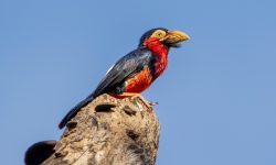 How to Identify a Bearded Barbet in the Wild
