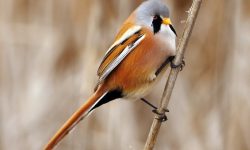 The Melodic World of the Bearded Tit Introduction