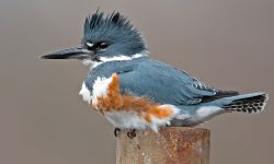 Belted Kingfisher: Ohio’s Only Kingfisher