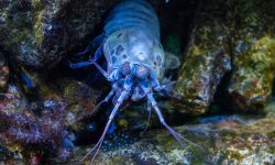 Bioluminescent Shrimp Found in Foggy Mangrove Streams