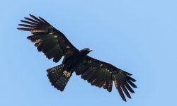 The Mysterious Black Eagle: Forest Phantom of Asia
