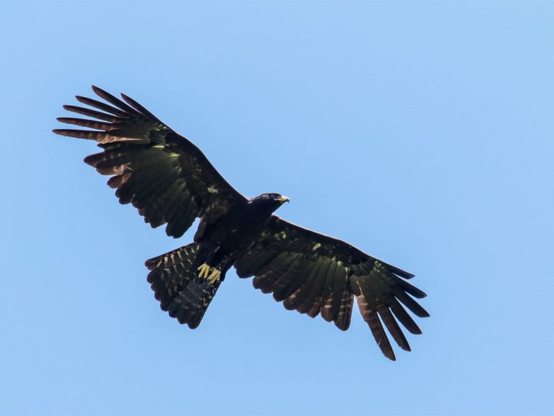 Black Eagle