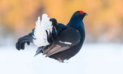 Black Grouse Courtship