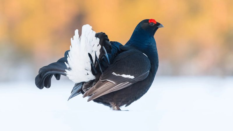 Black Grouse
