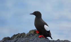Black Guillemot in the North Atlantic