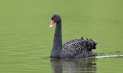 The Only Black Swan Species in the World
