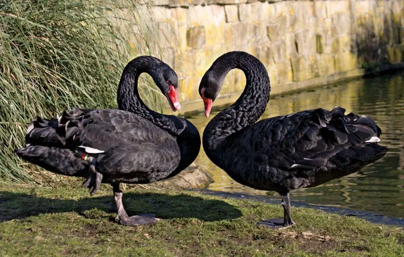 Black Swan