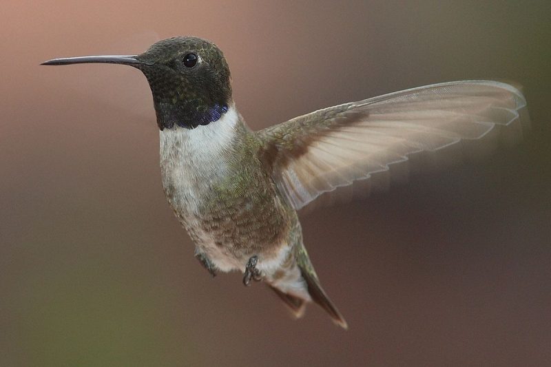 8 colorful birds in ohio