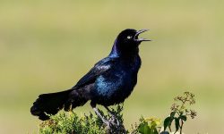 A Guide to 7 Blackbirds Found in Michigan (with pictures)