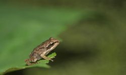 Smaller Than a Coin and Missing Lungs: Brazil’s Strangest Frog