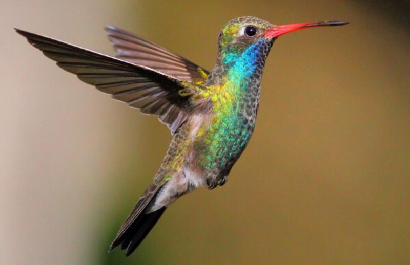8 colorful birds in ohio