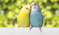 Budgie Care in Michigan