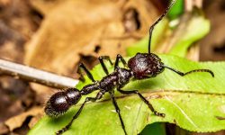 Bullet Ant Sting: How Paraponera clavata Delivers Unmatched Pain